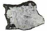 Etched Toluca Iron Meteorite ( g) Slice - Mexico #329407-1